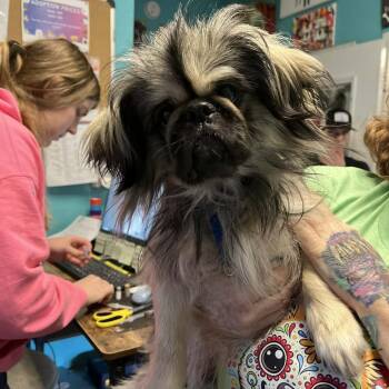 Pekingese Dogs Available for Adoption in Stephenville, Texas - Butter King | PetCurious