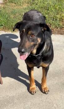 Gemma -  German Shepherd Dog and Rottweiler Dog for Adoption in Roseville, California - Gemma | PetCurious