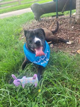 Rescue American Staffordshire Terrier and Mixed Breed Dogs for Adoption in Frankfort, Kentucky - Logan Blake 5543D | PetCurious