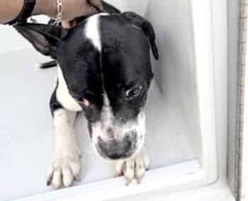 Beagle and Mixed Breed Dogs Available for Adoption in Houston, Texas - A654923 | PetCurious