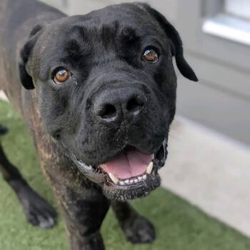Hummingbird -  Cane Corso Dog for Adoption in Greensboro, North Carolina - Hummingbird | PetCurious