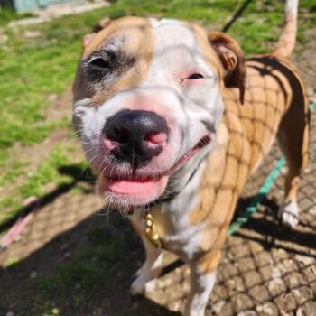 Mixed Breed Dogs Available for Adoption in Middlebury, Vermont - Jax | PetCurious