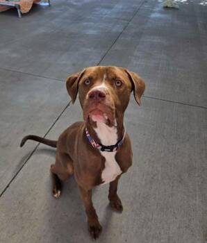 Titus -  Boxer Dog for Adoption in Plover, Wisconsin - Titus | PetCurious