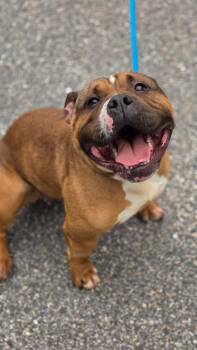 Winnie -  American Bully Dog for Adoption in Bloomfield, Connecticut - Winnie | PetCurious