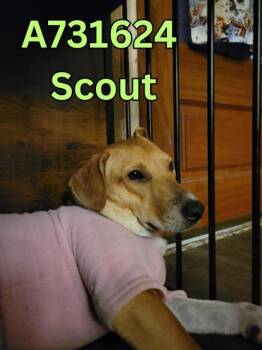SCOUT -  Hound Dog for Adoption in San Antonio, Texas - SCOUT | PetCurious