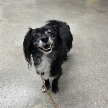 Kaiser -  Spaniel and Mixed Breed Dog for Adoption in Long Beach, California - Kaiser | PetCurious
