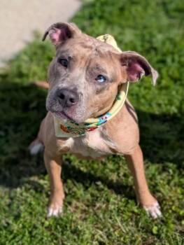 Terrier Dogs Available for Adoption in Gulfport, Mississippi - Lottie | PetCurious