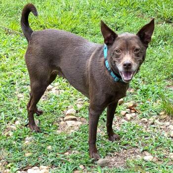 Cocoa -  Terrier and Mixed Breed Dog for Adoption in Charlottesville, Virginia - Cocoa | PetCurious