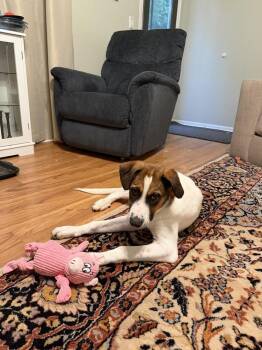 Clifford -  Australian Shepherd Dog for Adoption in New Albany, Ohio - Clifford | PetCurious