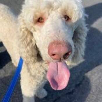 Labradoodle Dogs Available for Adoption in Monticello, New York - Gonzo | PetCurious