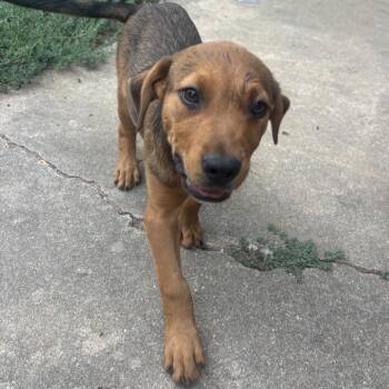 Buzz -  Mixed Breed Dog for Adoption in Duncan, Oklahoma - Buzz | PetCurious
