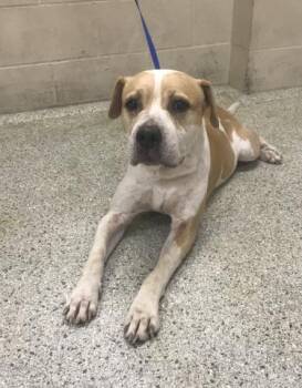 A430115 -  Pit Bull Terrier and Mixed Breed Dog for Adoption in Conroe, Texas - A430115 | PetCurious
