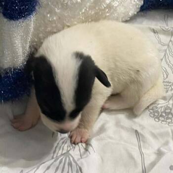 Mixed Breed Dogs Available for Adoption - Ranger | PetCurious