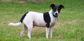 Foster Needed - Everett -  Terrier Dog for Adoption in Oswego, Illinois - Foster Needed - Everett | PetCurious