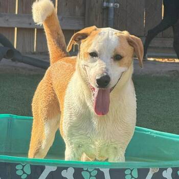 Labrador Retriever Dogs Available for Adoption in Brock, Texas - Buster | PetCurious