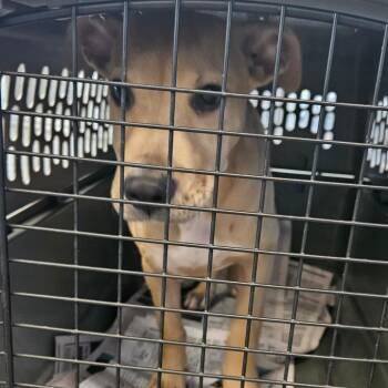 Terrier Dogs Available for Adoption in Montgomery, Alabama - Creampuff | PetCurious