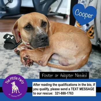 Hound and Pit Bull Terrier Dogs Available for Adoption - Cooper | PetCurious