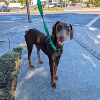 Mouse -  Doberman Pinscher Dog for Adoption in Chico, California - Mouse | PetCurious