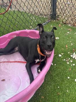 Mixed Breed Dogs Available for Adoption in Jacksonville, Florida - NALA | PetCurious