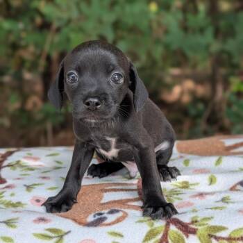 Abalone 07-1520 -  Dachshund and Chihuahua Dog for Adoption in Tyrone, Georgia - Abalone 07-1520 | PetCurious