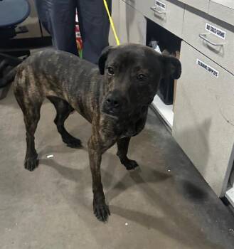 Mixed Breed Dogs Available for Adoption - IVORY | PetCurious