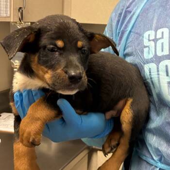 Rescue Shepherd Dogs for Adoption in San Antonio, Texas - Tanner | PetCurious