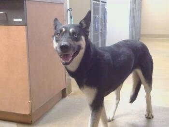 German Shepherd Dog and Siberian Husky Dogs Available for Adoption - EVA MARIE | PetCurious