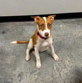 Rescue Terrier Dogs for Adoption in Williston, Vermont - Django | PetCurious