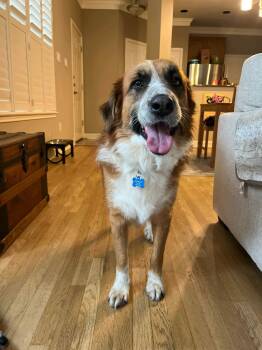Great Pyrenees and Anatolian Shepherd Dogs Available for Adoption in Pflugerville, Texas - Armando Rojo | PetCurious