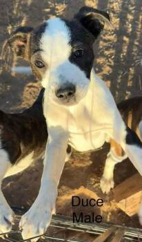 Rescue Boston Terrier Dogs for Adoption in Waunakee, Wisconsin - Ziggy Marley | PetCurious