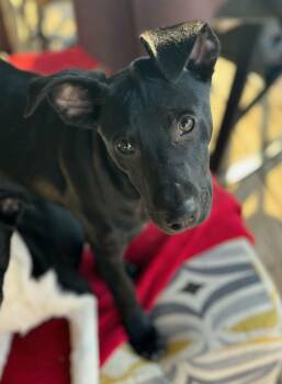 Whippet and Hound Dogs Available for Adoption - Dalton | PetCurious