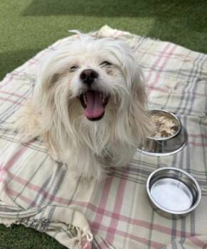 Ruby -  Maltese Dog Available for Adoption - Ruby | PetCurious