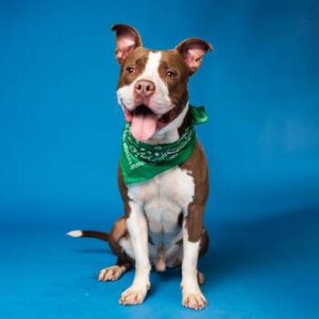 Dolce -  Pit Bull Terrier and Mixed Breed Dog for Adoption in Atlanta, Georgia - Dolce | PetCurious