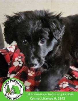 Poodle and Golden Retriever Dogs Available for Adoption - Sodapop | PetCurious
