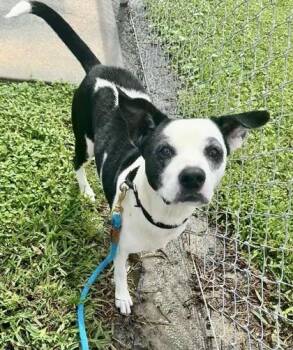 Fiona -  Mixed Breed Dog for Adoption in Vero Beach, Florida - Fiona | PetCurious