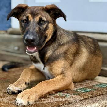 Vivian -  German Shepherd Dog and Labrador Retriever Dog for Adoption in Amarillo, Texas - Vivian | PetCurious