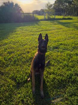 Thunder -  Belgian Shepherd Malinois Dog for Adoption - Thunder | PetCurious