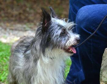 Marcel -  Terrier Dog for Adoption in Willingboro, New Jersey - Marcel | PetCurious