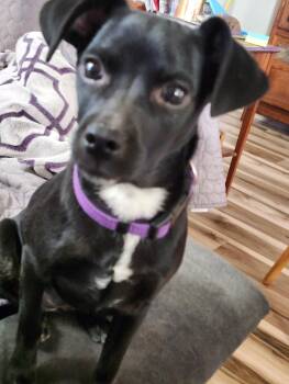 Chihuahua Dogs Available for Adoption - Perla | PetCurious