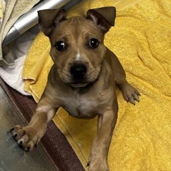 Blanche -  Mixed Breed Dog for Adoption in Asheville, North Carolina - Blanche | PetCurious