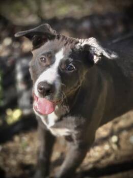 Border Collie and Labrador Retriever Dogs Available for Adoption in Chatsworth, Georgia - Armor | PetCurious