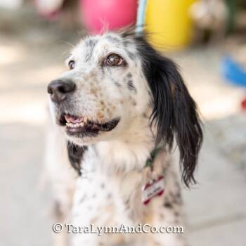 English Setter Dogs Available for Adoption in Wake Forest, North Carolina - Sajiera | PetCurious
