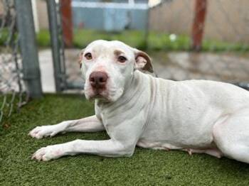 Milk -  Terrier and Mixed Breed Dog for Adoption in Gainesville, Florida - Milk | PetCurious