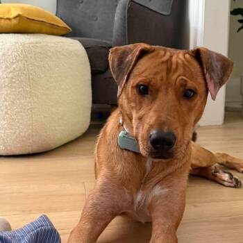 Jackson -  Labrador Retriever Dog for Adoption in Toronto, Ontario - Jackson | PetCurious