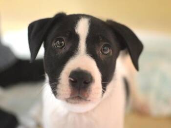 Lobster Claw -  Pit Bull Terrier and Australian Shepherd Dog for Adoption in Portland, Oregon - Lobster Claw | PetCurious