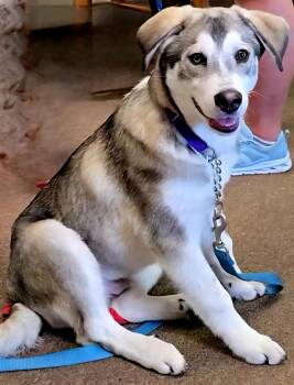 Rescue Alaskan Malamute and Siberian Husky Dogs for Adoption in Lagrange, Indiana - Tonka | PetCurious