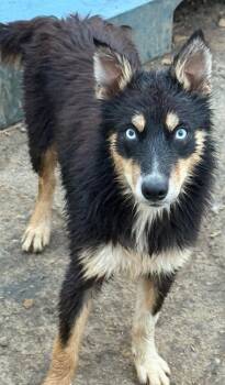 Firefly -  Border Collie and Siberian Husky Dog for Adoption in Anderson, California - Firefly | PetCurious