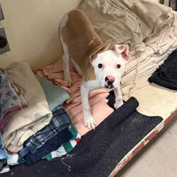 Nellie 4375i -  Mixed Breed Dog for Adoption - Nellie 4375i | PetCurious