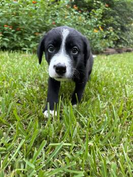 Boomer -  Black Labrador Retriever and German Shepherd Dog Dog for Adoption in Humble, Texas - Boomer | PetCurious