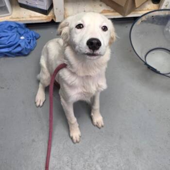 Cotton -  Great Pyrenees and Mixed Breed Dog for Adoption in Duncan, Oklahoma - Cotton | PetCurious
